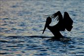 The Humble yet Majestic Pelican. The BVIs has some amazing animals on display. From shy lizards to tropical fish. One of the most recognizable is the Pelican. It is amazing to watch them working an area and dive bombing various schools of fish. Each bird will have many attempts before they are successful. This photo is of a pelican drying it wings after a successful dive. I chose the photo because for me the Pelican will always remind me of my time there, both the hours watching them in the isolated beaches but also because of the connection it has with both the land, sea and sky. Which I can relate to.: by simonlucasnz, Views[615]