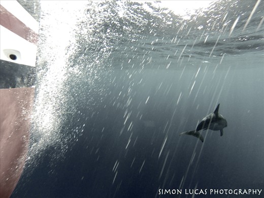 Surfs up, dolphin style. During the delivery we were never truly alone. We had gannets and seagulls following us as well as the occasional whale or flying fish.  On this particular day a pod of dolphins surrounded the boat and began surfing the bow waves. I got some great shots but I selected this one because it captures the action from the dolphins perspective. Something you don't normally see