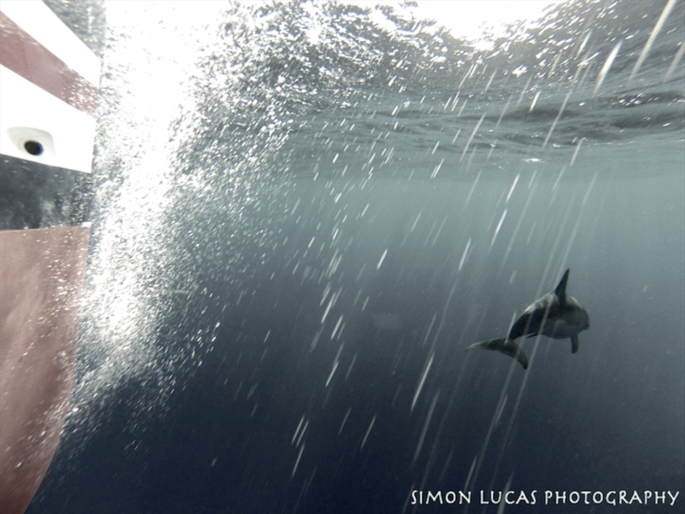 Surfs up, dolphin style. During the delivery we were never truly alone. We had gannets and seagulls following us as well as the occasional whale or flying fish.  On this particular day a pod of dolphins surrounded the boat and began surfing the bow waves. I got some great shots but I selected this one because it captures the action from the dolphins perspective. Something you don't normally see