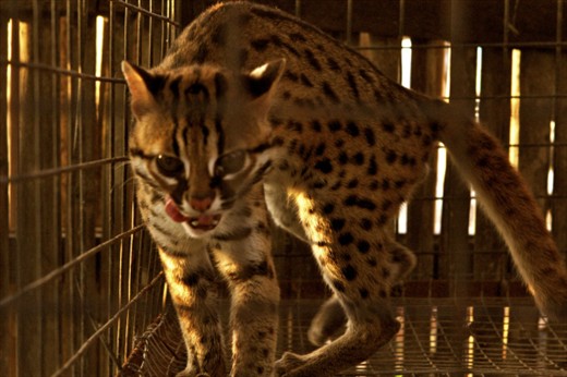 Right in the middle of a vast plantation in Loboc is the Bohol mini zoo, where they house home-bred reptiles and mammals.  Among those that warmed up to my lenses was the Asian Leopard. 


