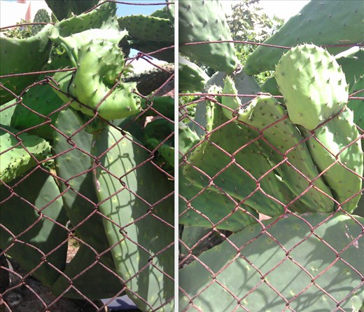 Keep it organized. This place is mine. Nature vs. Human territory.