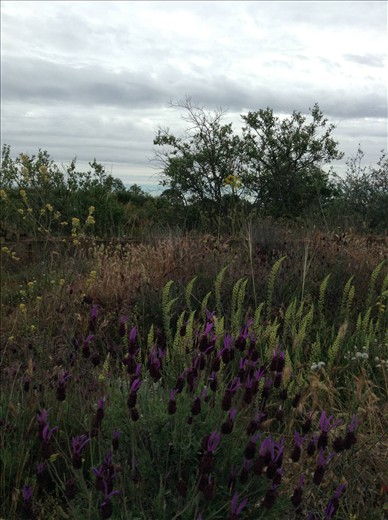 some of the beautiful wild flowers along the way