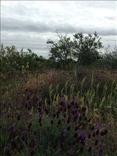 some of the beautiful wild flowers along the way: by skipper1949, Views[276]