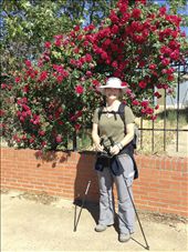 my 2 roses.. Cindy and the flowers: by skipper1949, Views[184]
