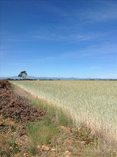 clear blue sky and a sea of grain waving in the gentle breeze