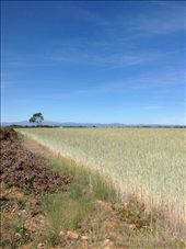 clear blue sky and a sea of grain waving in the gentle breeze: by skipper1949, Views[189]