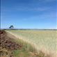 clear blue sky and a sea of grain waving in the gentle breeze: by skipper1949, Views[198]