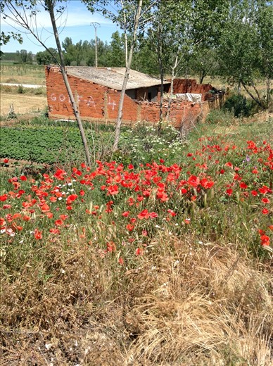 lovely poppies along the route and a local's vegetable garden