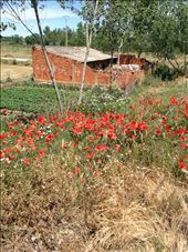 lovely poppies along the route and a local's vegetable garden: by skipper1949, Views[201]