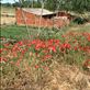 lovely poppies along the route and a local's vegetable garden: by skipper1949, Views[194]