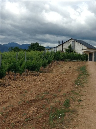 vineyards en route