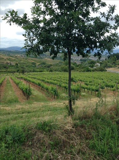 more vineyards .. this is wine country 0n the Camino