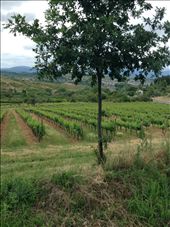 more vineyards .. this is wine country 0n the Camino: by skipper1949, Views[598]