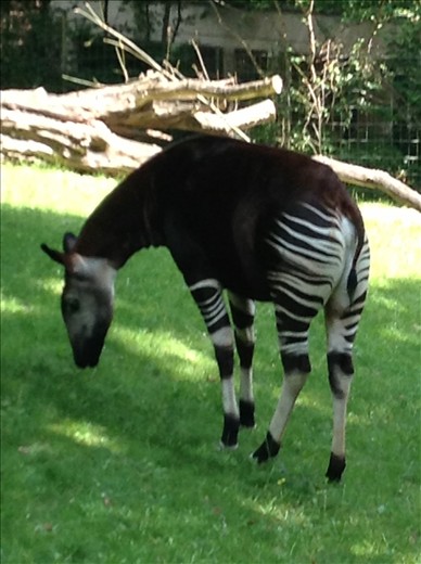 never seen an Okapi before .. very pretty