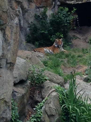 a princely cat.... just chillin