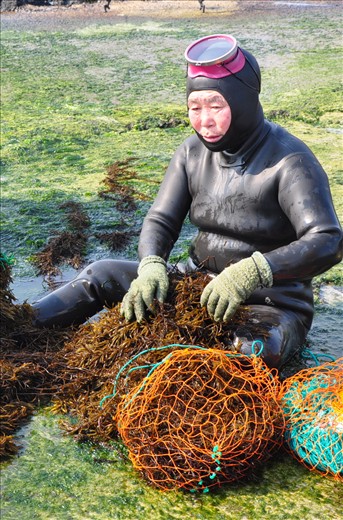 Harbinger of Hegemony.  Unmindful of her weather-torn skin even just as the sun has risen, this grandma (like other members –most of whom are aged more than 60 y.o.--of the dying breed of haenyo or literally translated as sea women and can hold their breath for a long time without scuba apparatus)  takes a moment on the coast to unload and inspect her find before diving back and toughing it out again and again in the freezing waters and other likely perilous encounters brought by jellyfish or even sharks--among many others--in order to gather baskets full of bounty with promises that by doing so she is paving the way for especially her female descendants’ opportunities for less harsher conditions.  (Jeju, South Korea)