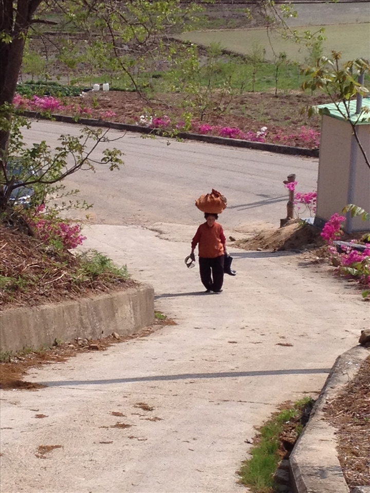 Medusa into the Mountain.  A grandma gathers her cuttings in a bundle and crowns it to her head while she wears her rubber boots in her left hand and her sun visor in her right hand as she balances her way up the incline. Enervated from the scorching heat, she verbalizes the weariness she feels which is ironic of the energetic voice emerging in full force from the core of her diaphragm so that one could hear even meters away. Retirement is a word that rolls down the mountains and glides through the valleys without resting on any of the toiling bodies ripened by laboring the land.  (Namwon, South Korea)
