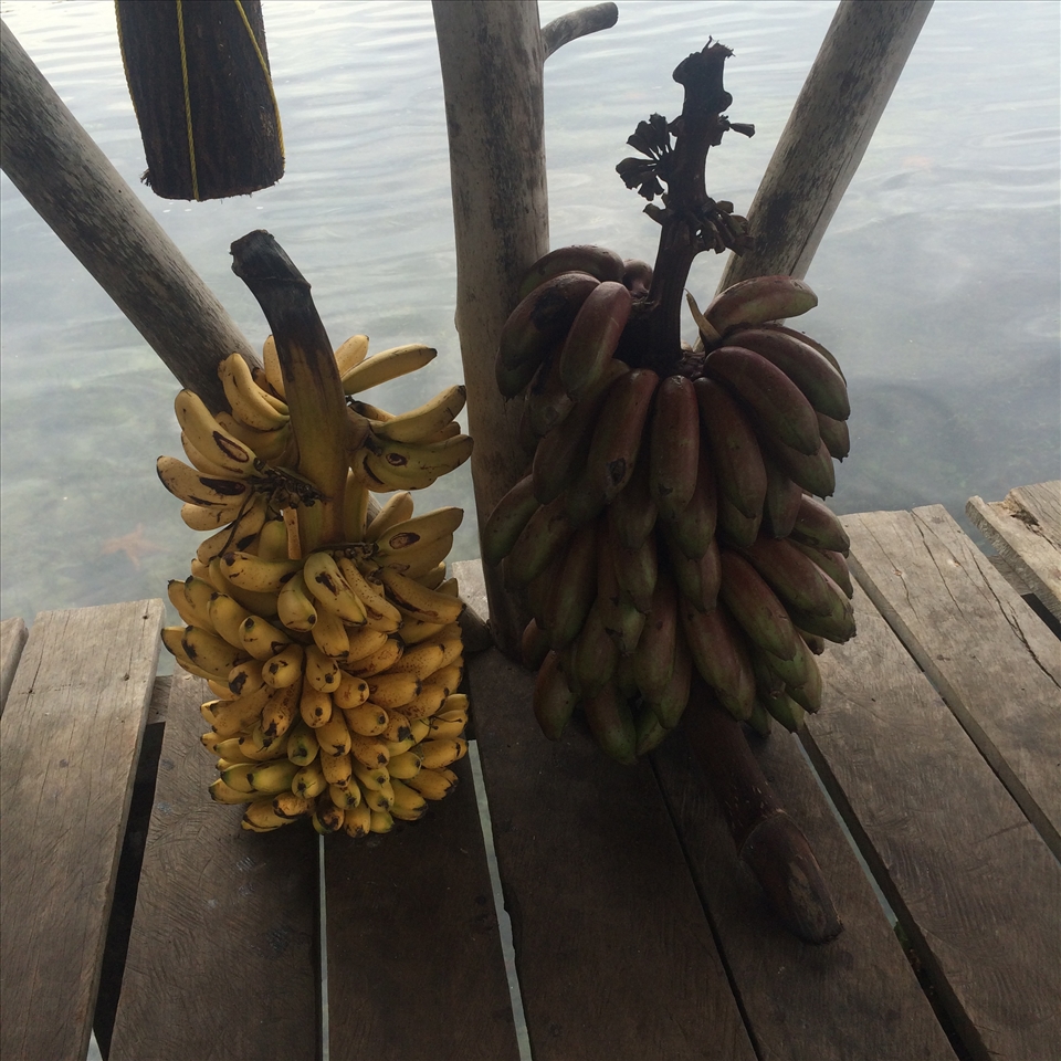 Ingredients gathered by my hosts: sweet bananas and savory plantains.