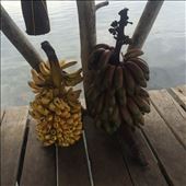 Ingredients gathered by my hosts: sweet bananas and savory plantains.: by skyleejane, Views[640]
