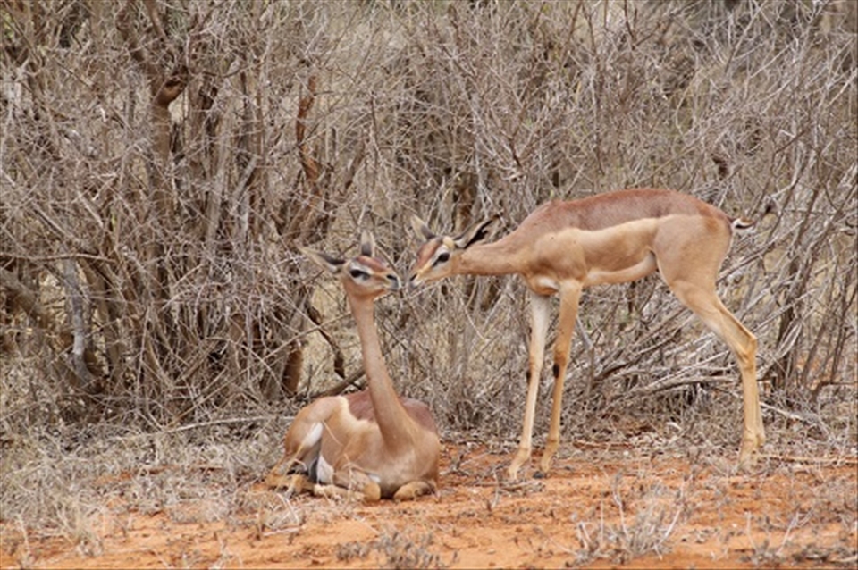 Wood: symbol of the irrepressible energy of spring. LOVE