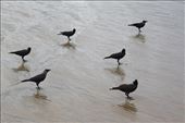 Water: It is a downward energy, to a point of maximum tranquility. DEATH: by smarz, Views[326]