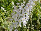 Foxtail Lily: by smchapman03, Views[227]