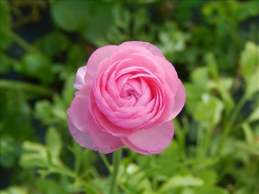 Ranunculus