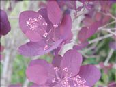 Smoke Bush: by smchapman03, Views[179]