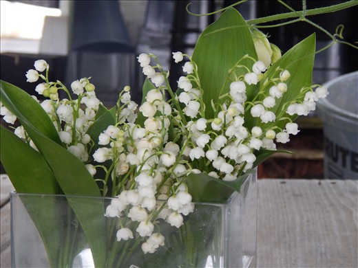 Lily of the Valley