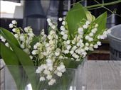 Lily of the Valley: by smchapman03, Views[153]