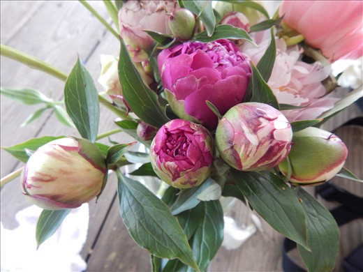 Peonies