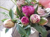 Peonies: by smchapman03, Views[187]