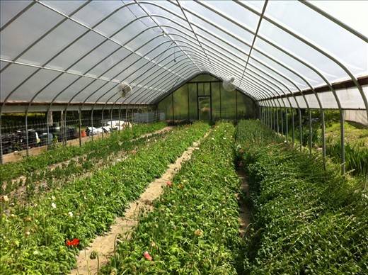One of the farms 5 hoop houses. This one holds Sweet Peas, Ranunculus, Poppies, Snap Dragons and Dianthus 