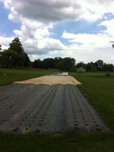 Planting Zinnias.. Lots of them!