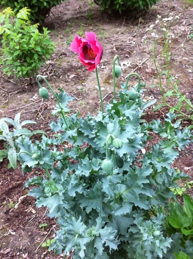 Lone opium poppy