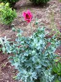 Lone opium poppy: by smchapman03, Views[166]