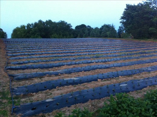 Completed Dahlia beds