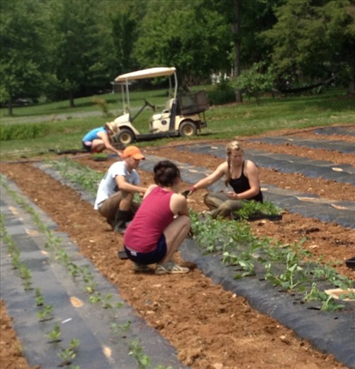 Dahlia planting - 3,200 in a day