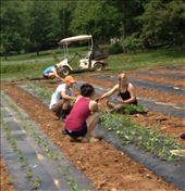 Dahlia planting - 3,200 in a day: by smchapman03, Views[246]