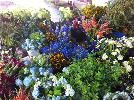 Rudbeckia, Baptisia foliage, Delphinium, Snaps, Dahlias, Sunflowers, Hydrangeas and Curly Willow