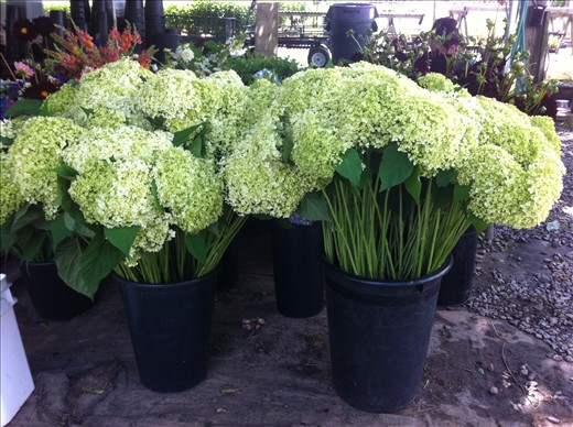 Annabelle Hydrangeas <3