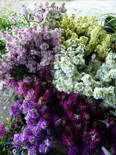 Stock - all time favourite!