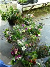 Our $15 bouquets: by smchapman03, Views[172]