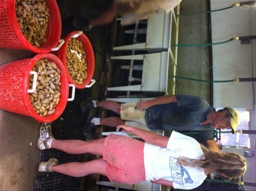 Visit to the Tree and Leaf organic vegetable farm. Got nice and dirty helping to pick True Blue potatoes.