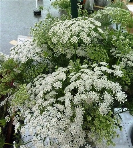 Queen Anne's Lace - See the allergic reaction next photo 