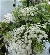 Queen Anne's Lace - See the allergic reaction next photo : by smchapman03, Views[300]