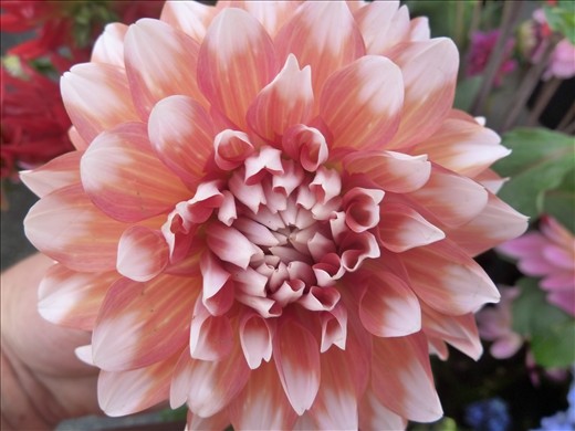 Alamode Dahlia