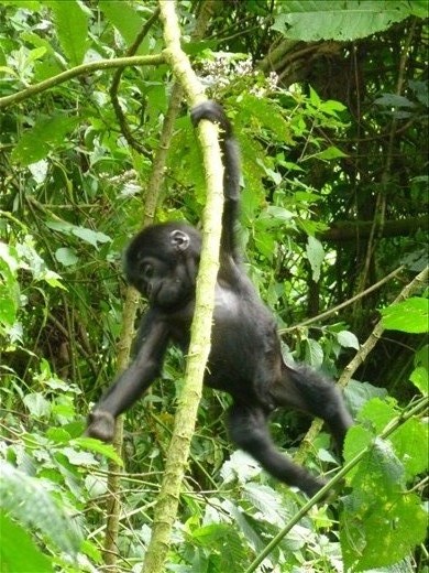 spinning mini gorilla