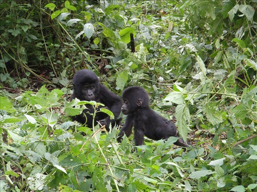gorillas