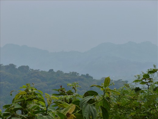 Bwindi Impenetrable Forest